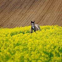 Geplantes Verlaufen